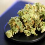 Rekordmenge an Cannabis beschlagnahmt