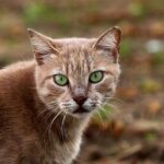 Tierheime stehen weiter unter erheblichem Druck