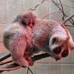 Zoo Augsburg aktuell |  Der Frühling bringt die ersten Jungtiere