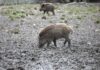 Fast 3.000 verstrahlte Wildschweine identifiziert und getötet