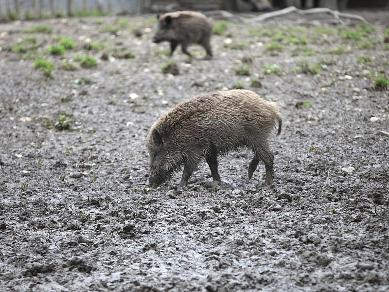 Fast 3.000 verstrahlte Wildschweine identifiziert und getötet