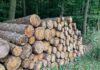 Holzeinschlag deutlich gesunken - Schadholzaufkommen halbiert