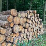 Holzeinschlag deutlich gesunken – Schadholzaufkommen halbiert