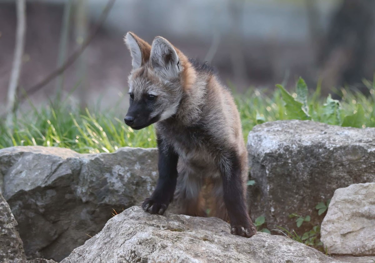 Zoo Augsburg aktuell | Frühlingszeit ist Nachwuchszeit