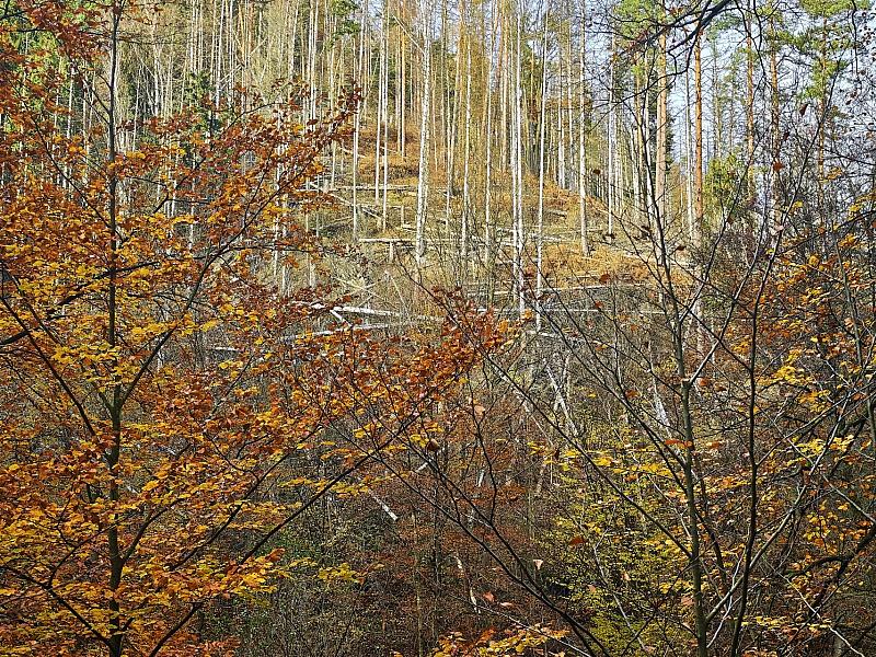 Wolf nach Vorfall in Hamburg ausgewildert