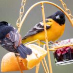 Unzählige Vögel nach Europa geschmuggelt – Mann wird in Augsburg verurteilt