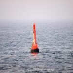 Experten: Buckelwal “mit hoher Wahrscheinlichkeit” tot