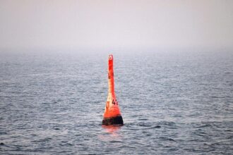Experten: Buckelwal “mit hoher Wahrscheinlichkeit” tot