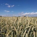 Getreideanbaufläche stabilisiert sich weiter