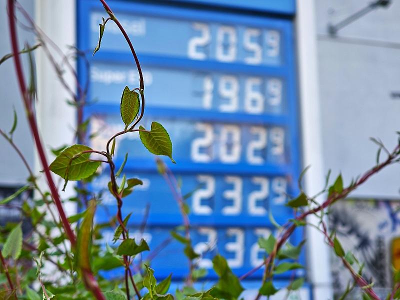 Ifo-Institut: Preisdruck lässt etwas nach – Inflation bleibt hoch