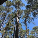 Mai 2026 war zu warm und sehr sonnig