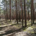 Waldzustand hat sich stabilisiert