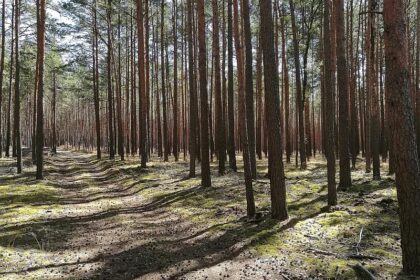 Waldzustand hat sich stabilisiert