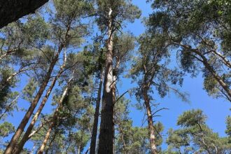 Waldzustand in Deutschland bleibt kritisch
