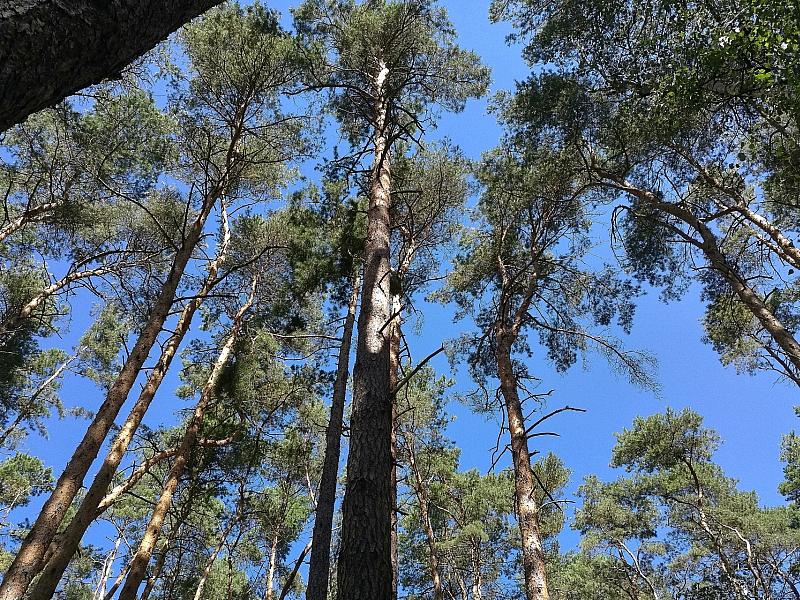 Waldzustand in Deutschland bleibt kritisch