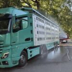 Tierhilfe für 580 Ferkel: Berufsfeuerwehr Augsburg rettet Tiere aus überhitztem Transporter
