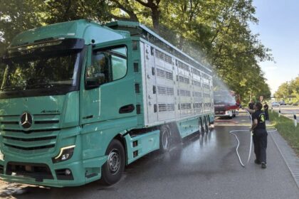 Tierhilfe für 580 Ferkel: Berufsfeuerwehr Augsburg rettet Tiere aus überhitztem Transporter