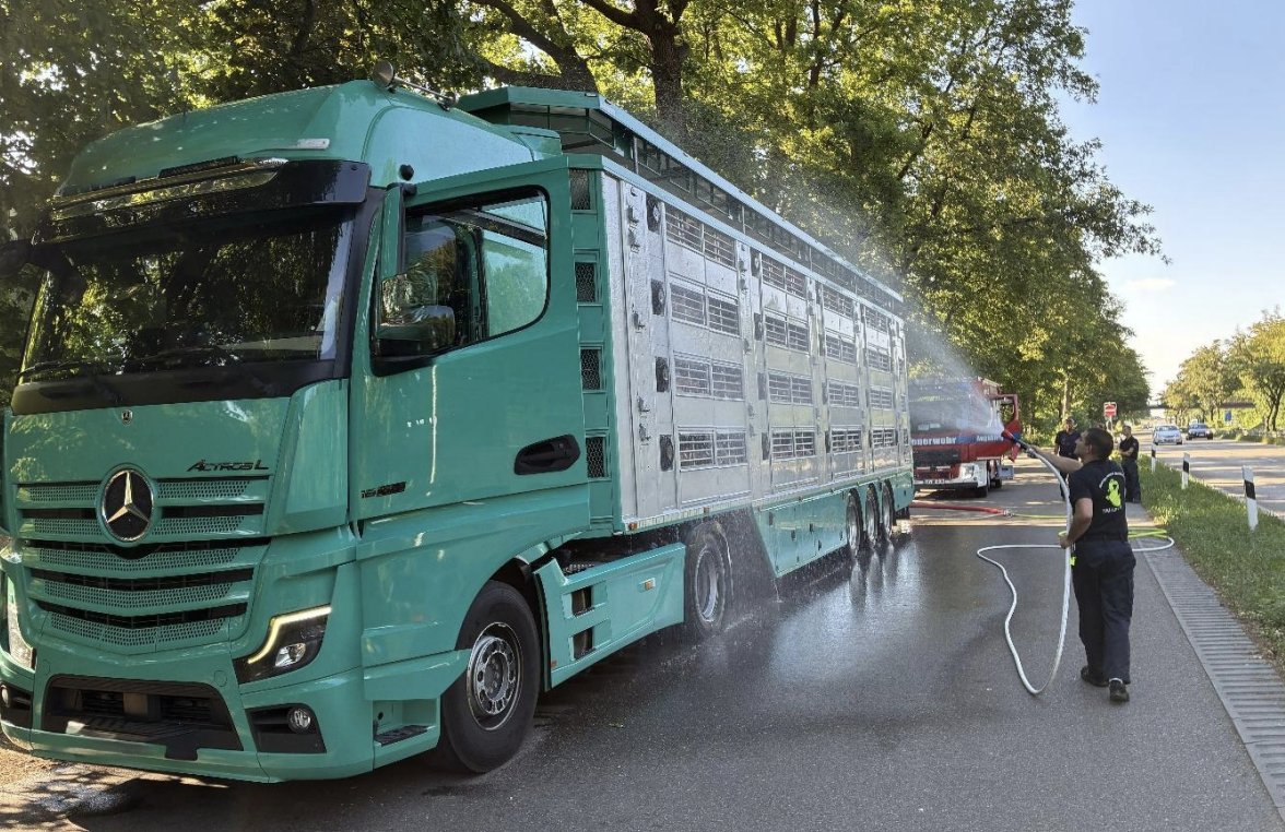 Tierhilfe für 580 Ferkel: Berufsfeuerwehr Augsburg rettet Tiere aus überhitztem Transporter