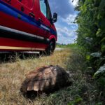Riesige Spornschildkröte bei Augsburger Mülldeponie entdeckt