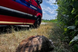 Riesige Spornschildkröte bei Augsburger Mülldeponie entdeckt