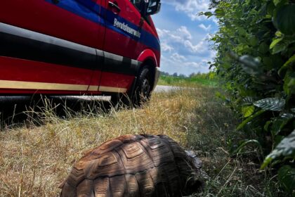 Riesige Spornschildkröte bei Augsburger Mülldeponie entdeckt