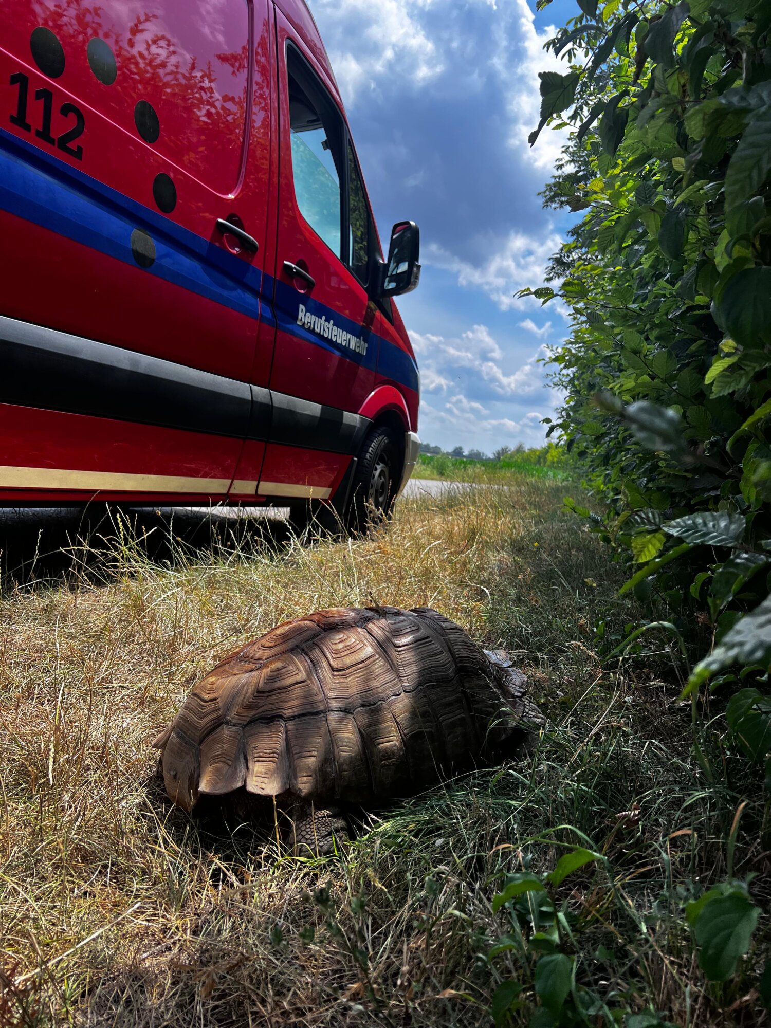 Riesige Spornschildkröte bei Augsburger Mülldeponie entdeckt