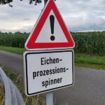 Ministerium: Gifteinsatz gegen Eichenprozessionsspinner möglich
