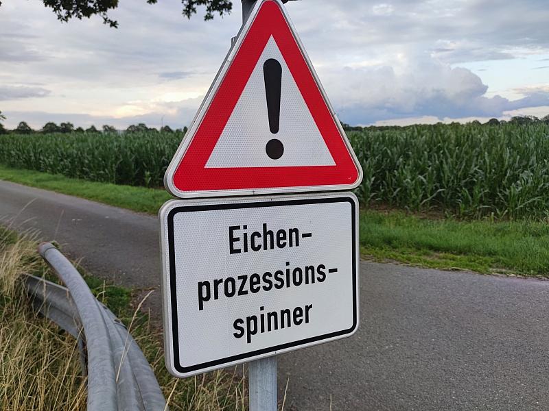 Ministerium: Gifteinsatz gegen Eichenprozessionsspinner möglich