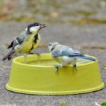 Hitzewelle: So können Sie Haus- und Wildtieren bei extremer Hitze helfen