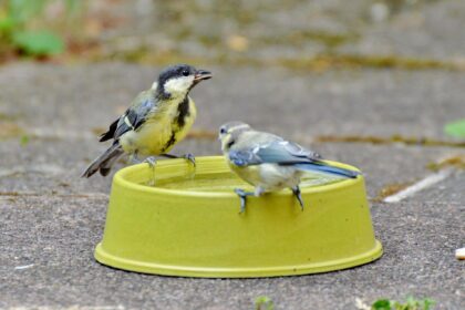 Hitzewelle: So können Sie Haus- und Wildtieren bei extremer Hitze helfen