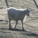 Tierschutzbund pocht auf Stopp von Tiertransporten bei Hitze