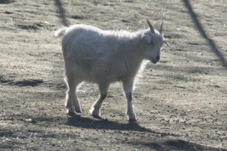 Tierschutzbund pocht auf Stopp von Tiertransporten bei Hitze