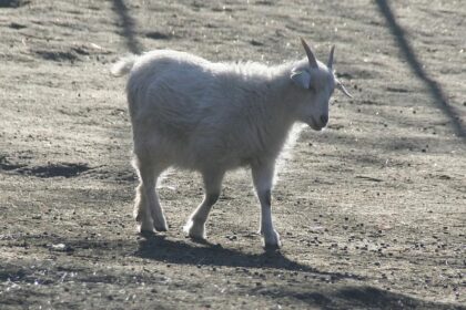 Tierschutzbund pocht auf Stopp von Tiertransporten bei Hitze