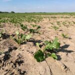 WMO erwartet Rückkehr von Wetterphänomen El Nino