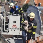 Feuerwehr rettet Katze „Coco“ von Hausdach in Augsburg