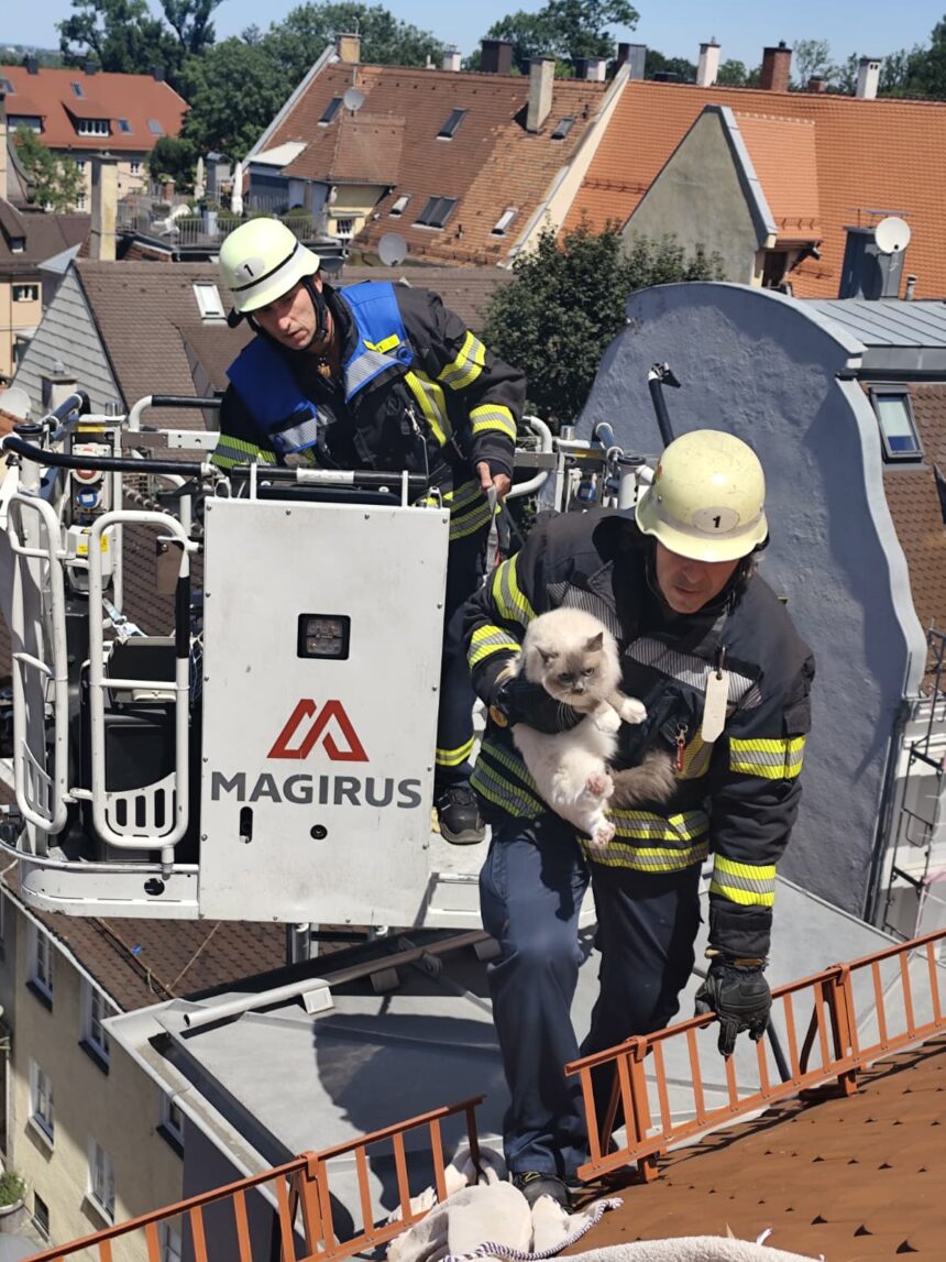 Feuerwehr rettet Katze „Coco“ von Hausdach in Augsburg