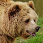 Entwarnung nach Verdacht auf Bärenfund im Oberallgäu