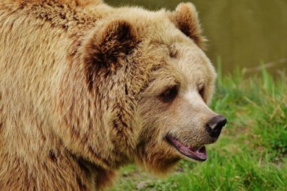 Entwarnung nach Verdacht auf Bärenfund im Oberallgäu