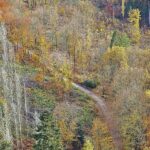 Forstkammer fordert mehr Engagement gegen Waldbrände