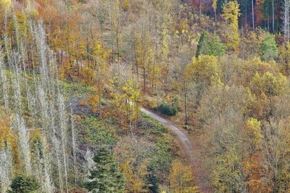Forstkammer fordert mehr Engagement gegen Waldbrände