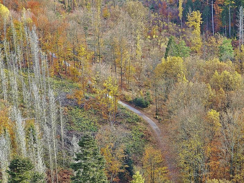 Forstkammer fordert mehr Engagement gegen Waldbrände
