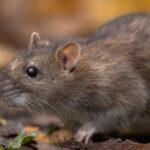 Ratten in Bad Wörishofen – Stadt ruft zur Vorbeugung auf