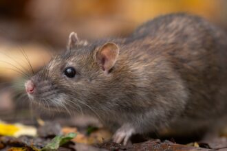 Ratten in Bad Wörishofen – Stadt ruft zur Vorbeugung auf