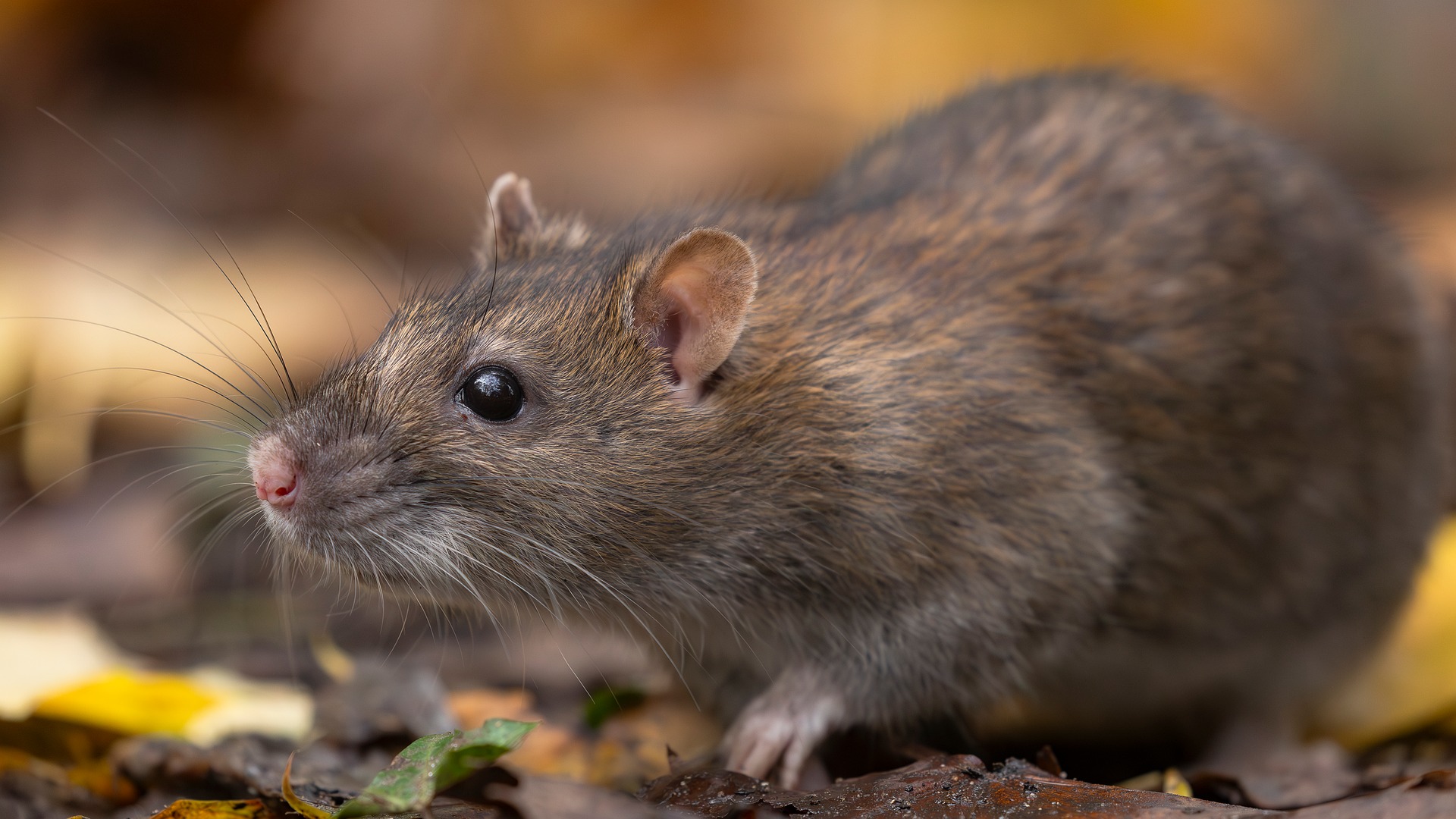 Ratten in Bad Wörishofen – Stadt ruft zur Vorbeugung auf