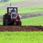 Sojabohnen-Anbaufläche in Deutschland seit 2016 mehr als verdoppelt