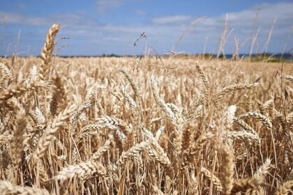 Bauernverband warnt vor Putins Einfluss auf den Weizenmarkt