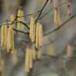 Augsburger Studie: Birken- und Gräserpollen belasten Menschen mit Asthma
