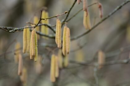 Augsburger Studie: Birken- und Gräserpollen belasten Menschen mit Asthma