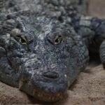 Israelisches Gericht stoppt Krokodil-Einsatz in Gefängnissen