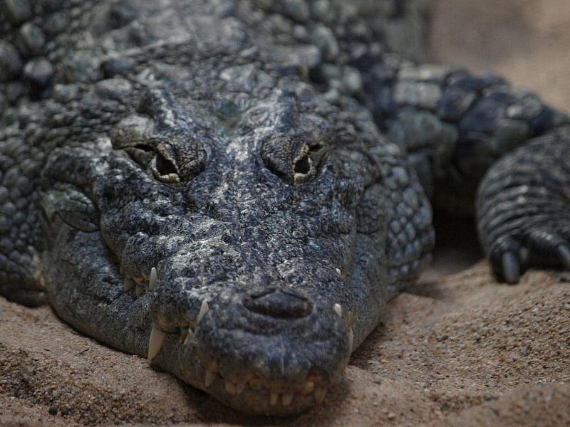 Israelisches Gericht stoppt Krokodil-Einsatz in Gefängnissen